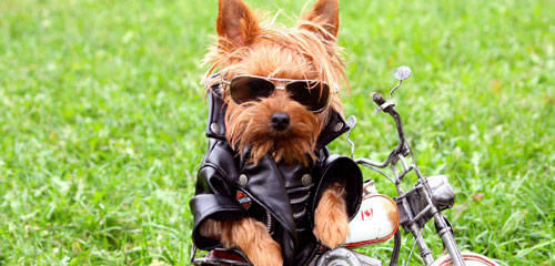 Dog Grooming Breed - Yorkshire Terrier