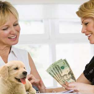 Dog Grooming Business